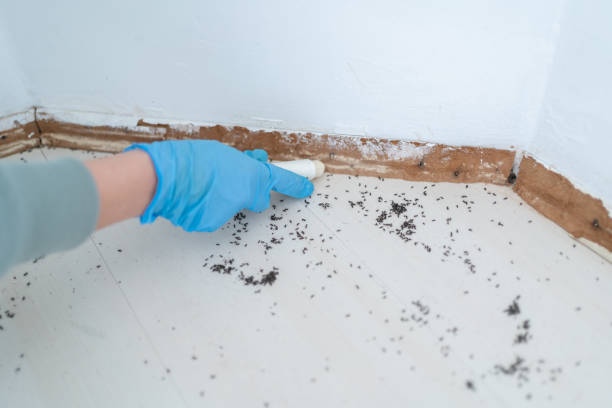 Best Residential Pest Control  in Miami Springs, FL